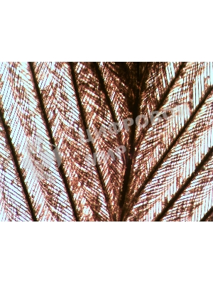 Набор микропрепаратов Levenhuk N10 NG