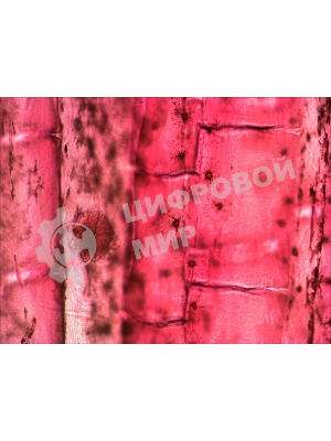 Набор микропрепаратов Levenhuk N10 NG