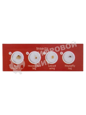 Набор микропрепаратов Levenhuk LABZZ CP24, существа и растения (72870)