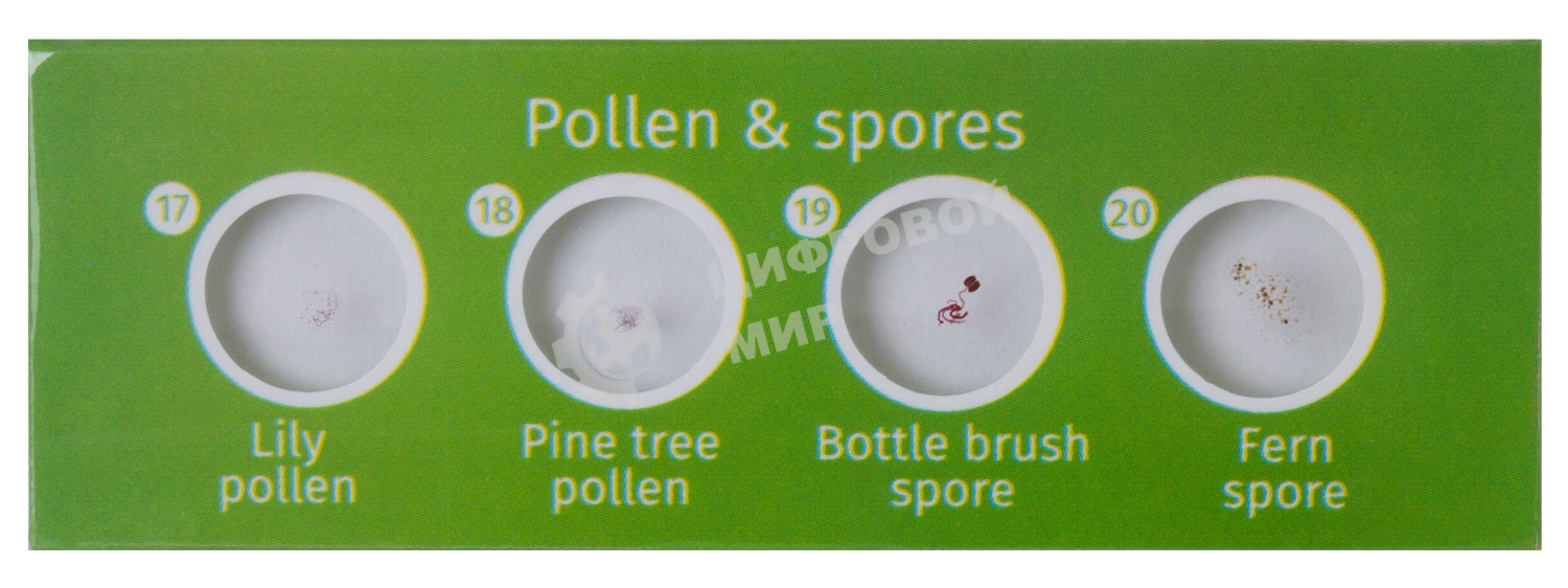 Набор микропрепаратов Levenhuk LABZZ CP24, существа и растения (72870)