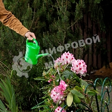 Лейка садовая, 2 л, пластмассовая Россия