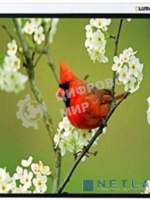 Экраны LUMIEN LUMIEN Master Picture LMP-100129 220*220 1:1, черная кайма по периметру